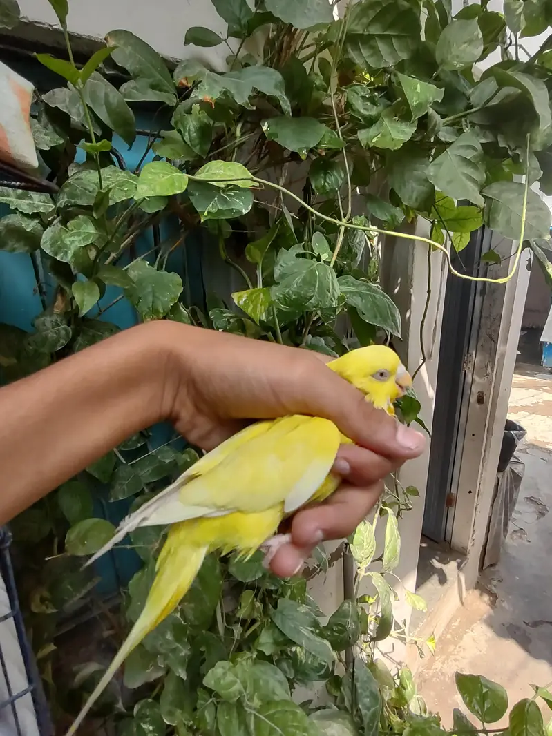 budgie — photo 3