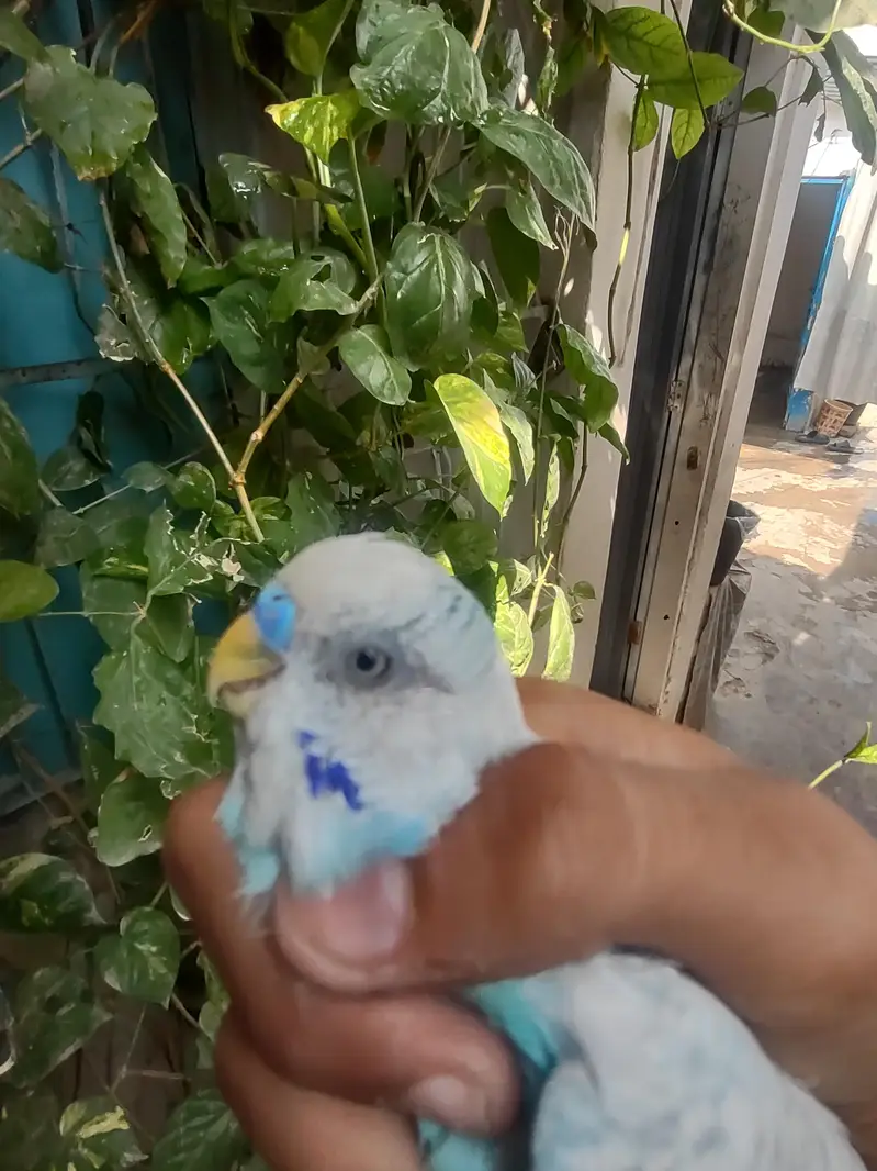 budgie — photo 4