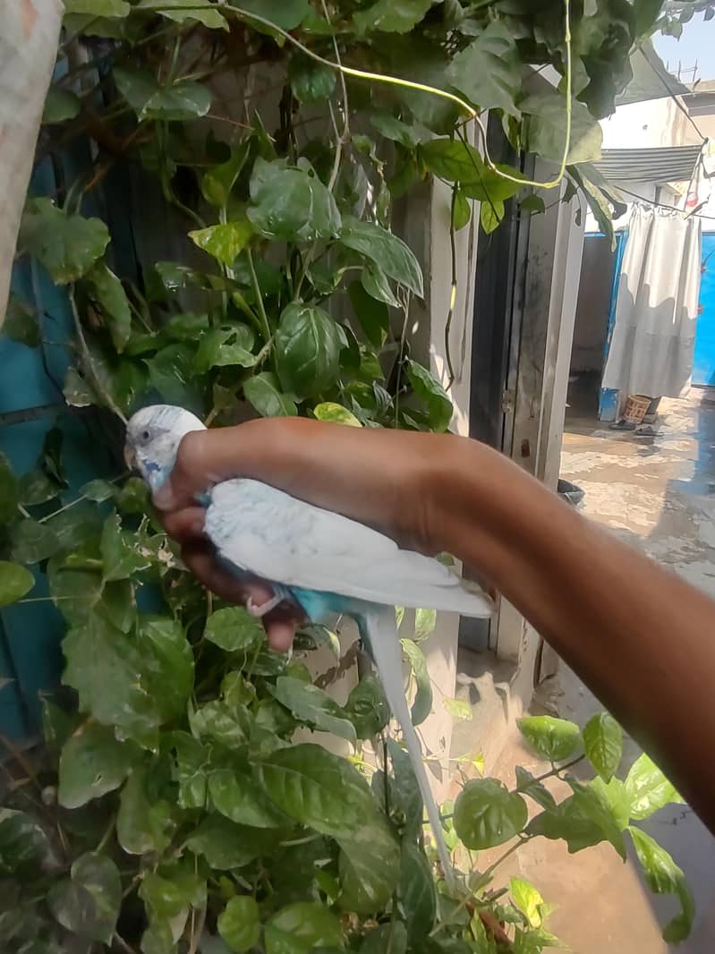 budgie 4
