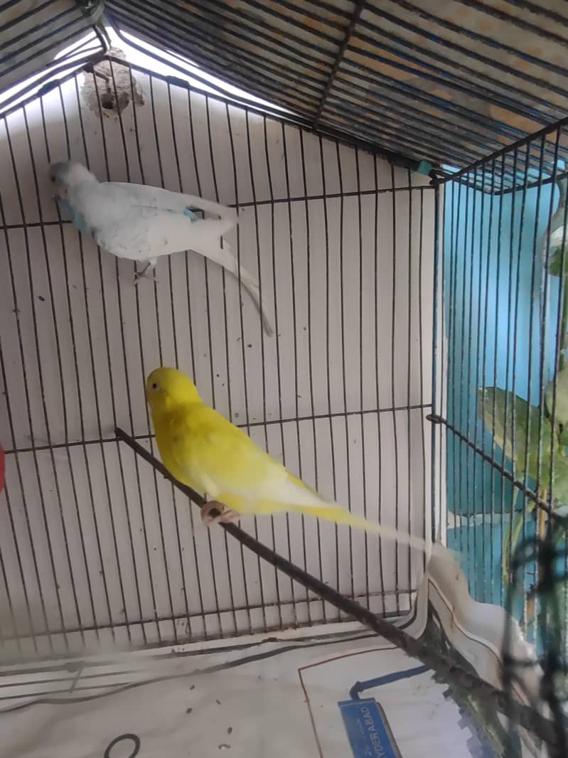 budgie 5