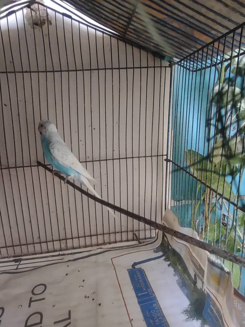 budgie 6