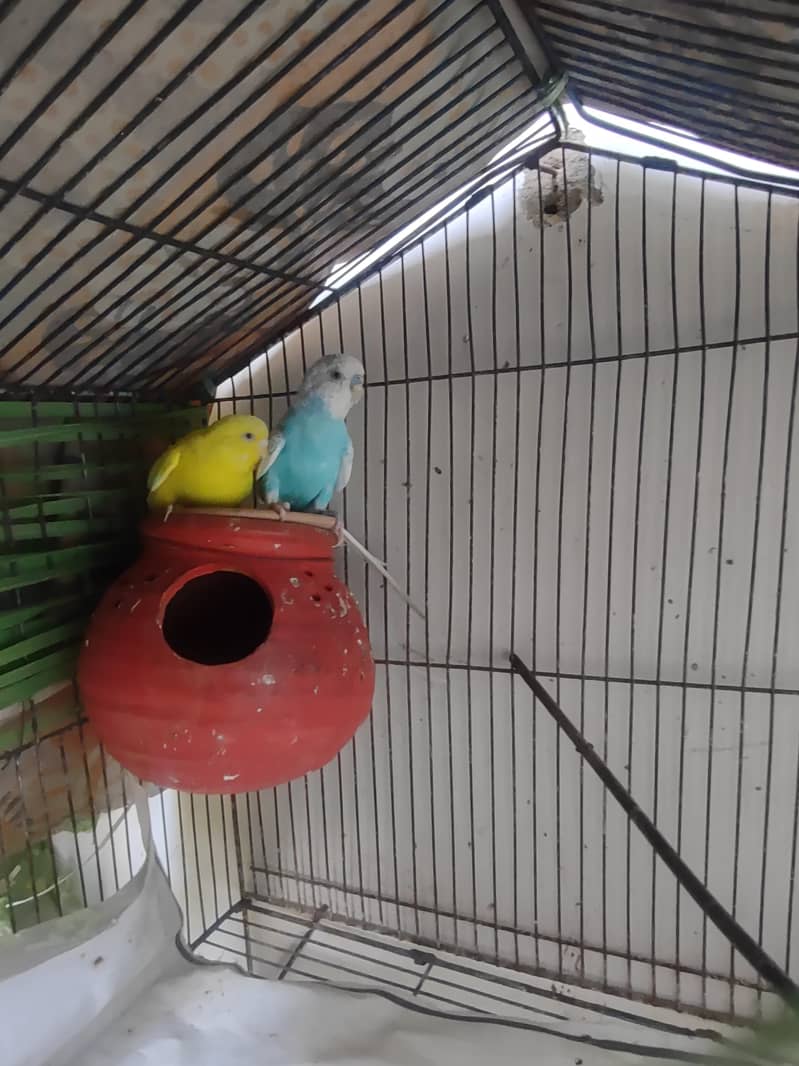 budgie 7