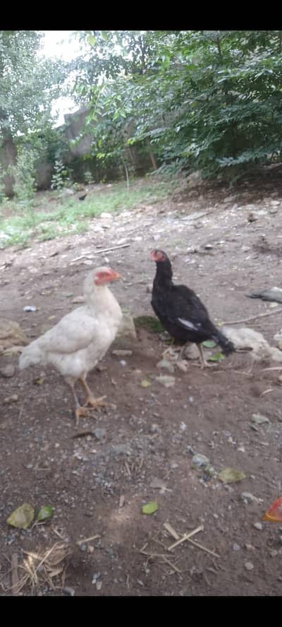 Aseel Madian For Sale | Exchange Possible Heera Breeder