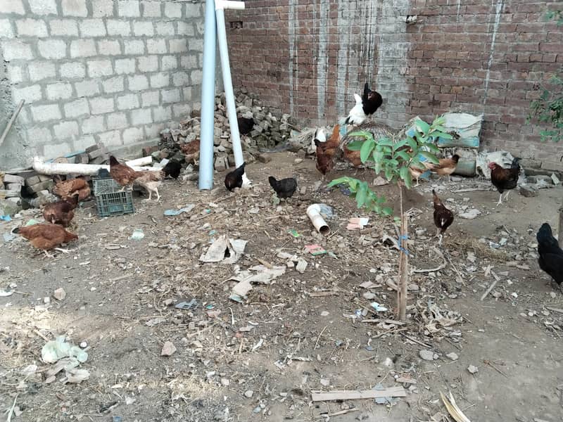 انڈے دینے والی تیار مرغیاں 0