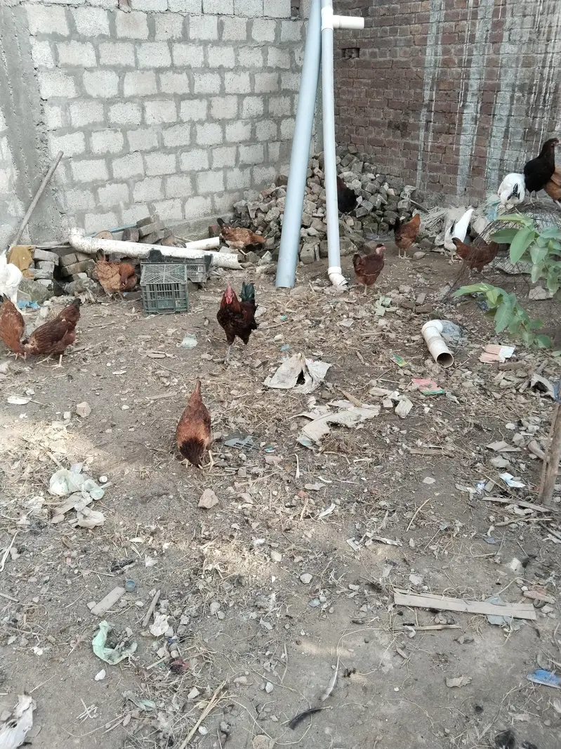 انڈے دینے والی تیار مرغیاں — photo 2