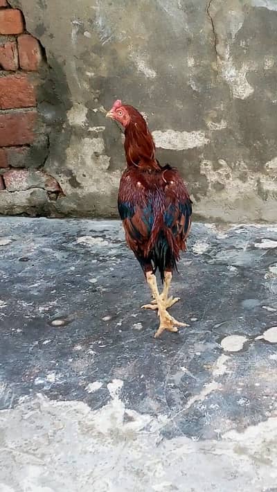 Aseel Mianwali murga for sale