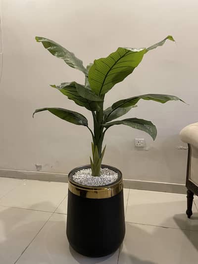 Premium Artificial Plants set with luxury black and gold planter