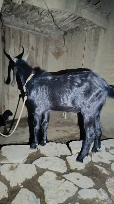 Healthy, smooth & black colour male goat.