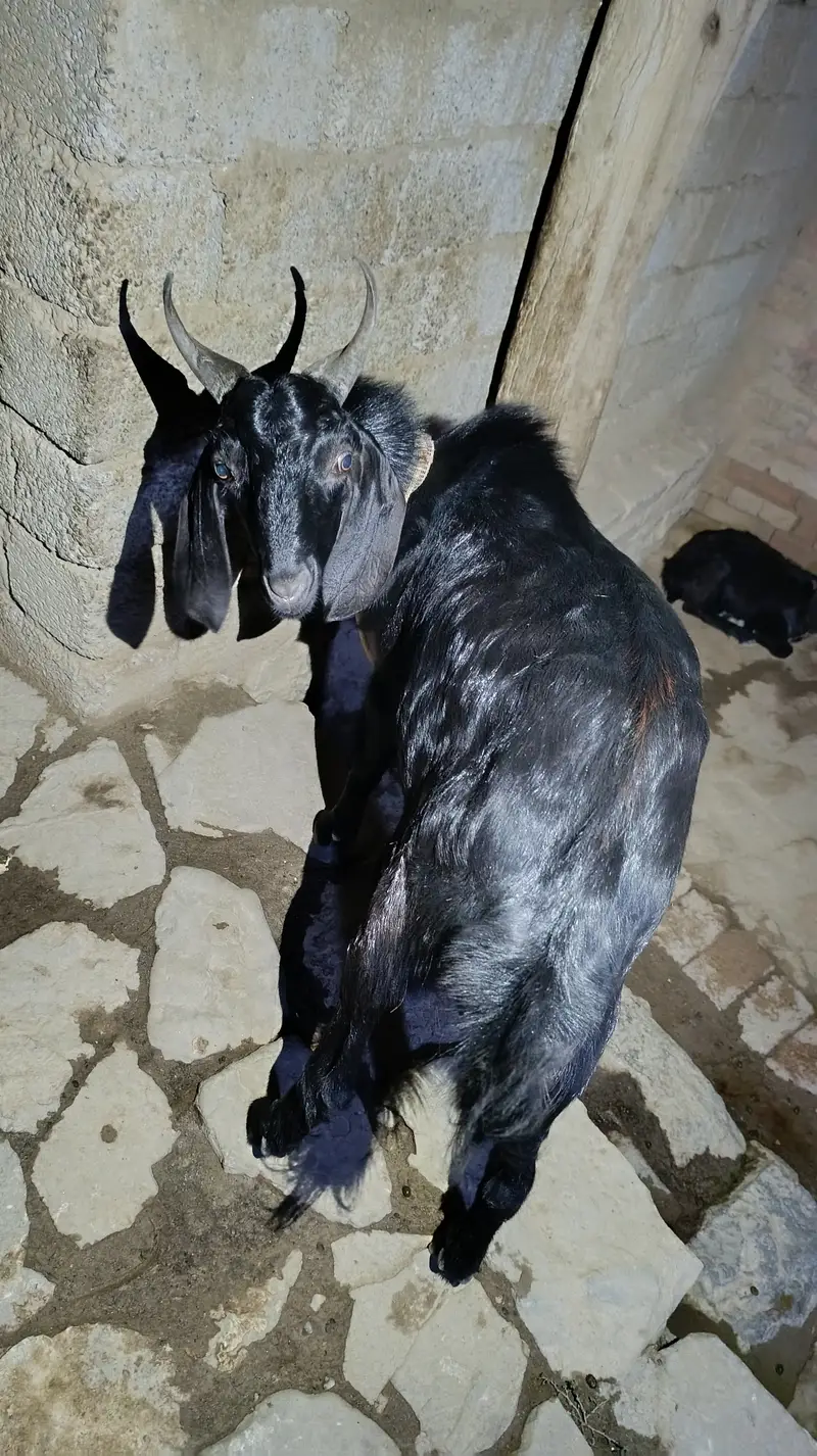 Healthy, smooth & black colour male goat. — photo 2