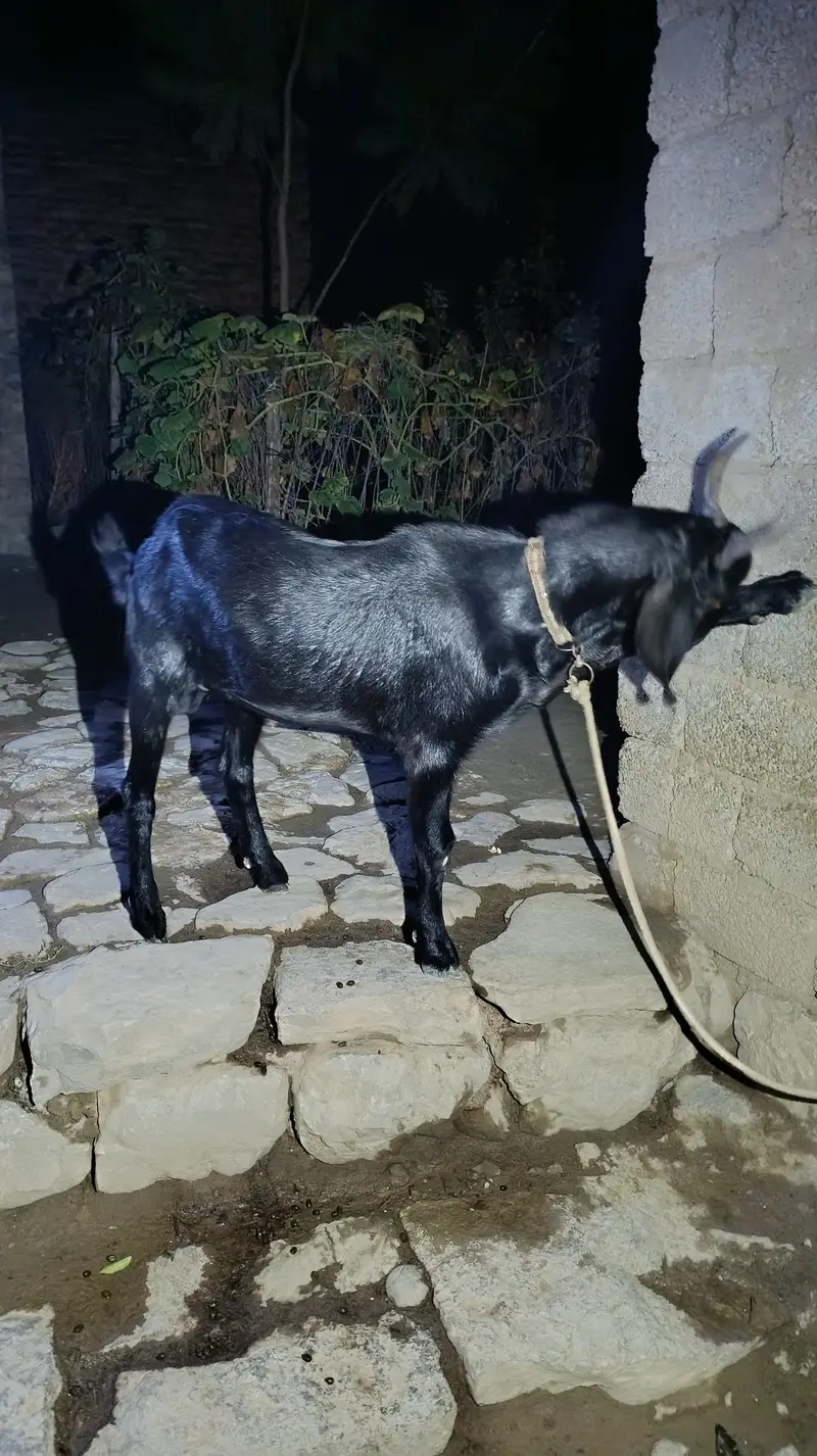 Healthy, smooth & black colour male goat. — photo 3