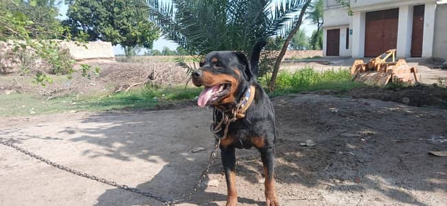 Rottweiler female