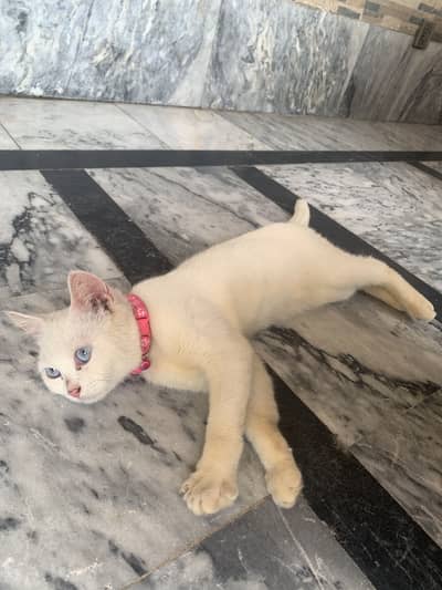 First coat kitten for sale