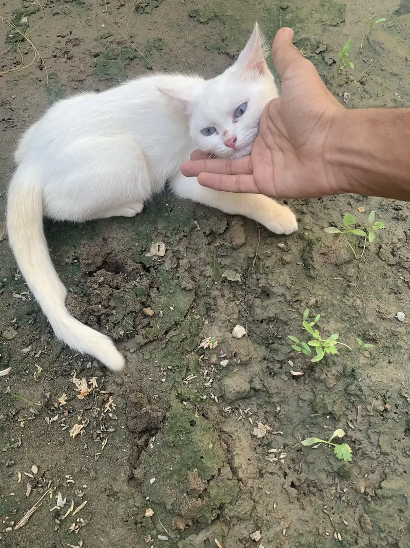 First coat kitten for sale — photo 2