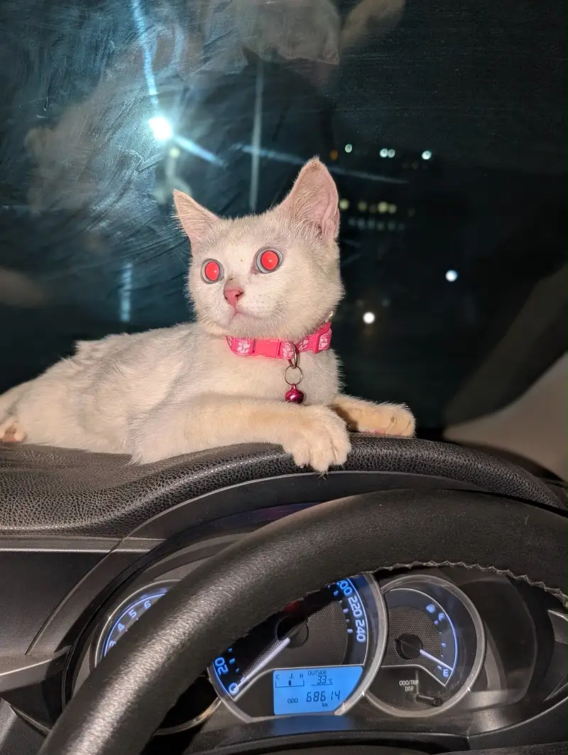 First coat kitten for sale — photo 3