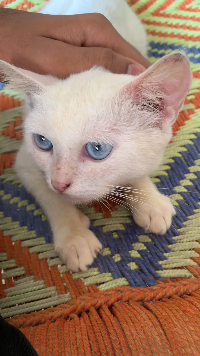 First coat kitten for sale — photo 4