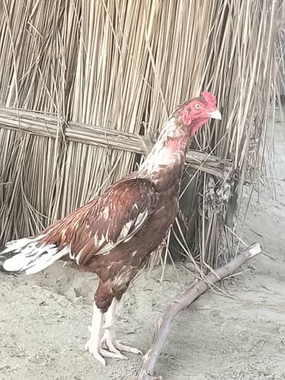 for sell aseel bird