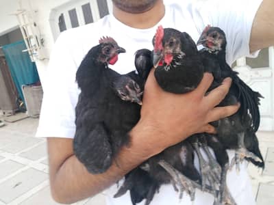 golden buff or Australorp