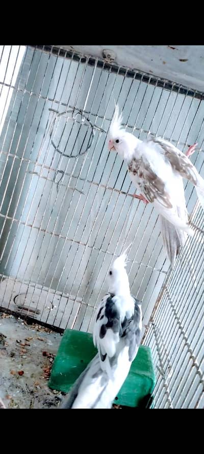 Heavy Pide young pair