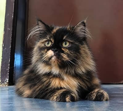 Persian Cat Triple Coat Spayed and Vaccinated