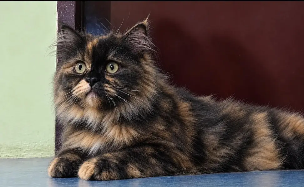 Persian Cat Triple Coat Spayed Vaccinated — photo 3