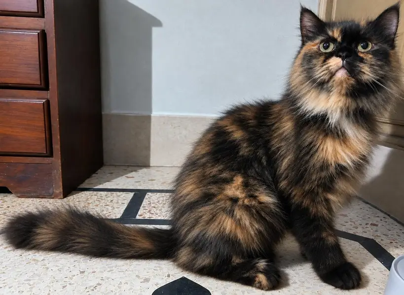 Persian Cat Triple Coat Spayed Vaccinated — photo 5