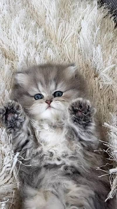 Persian kittens whatapp//0320 //7093//727 . . .