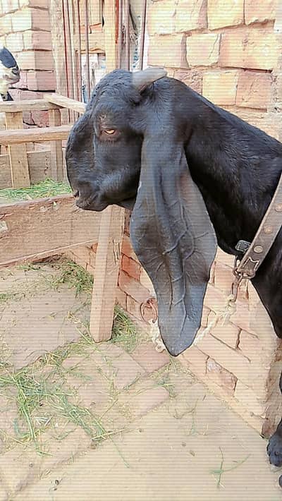 Desi Bakri shoq wali 03291516329