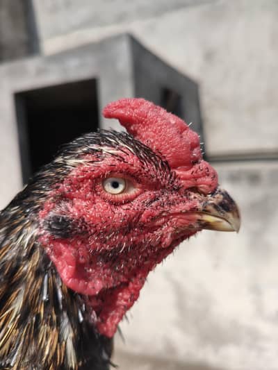High Quality Breeder Male Aseel For Sale