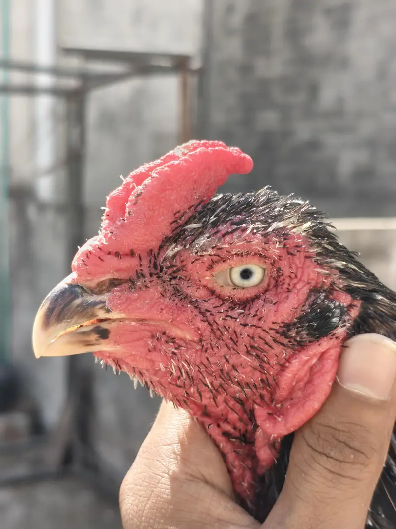 High Quality Breeder Male Aseel For Sale — photo 3