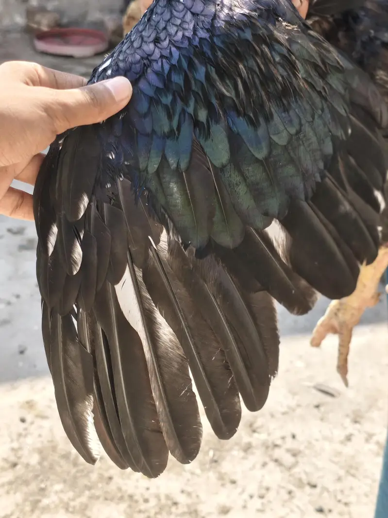 High Quality Breeder Male Aseel For Sale — photo 4