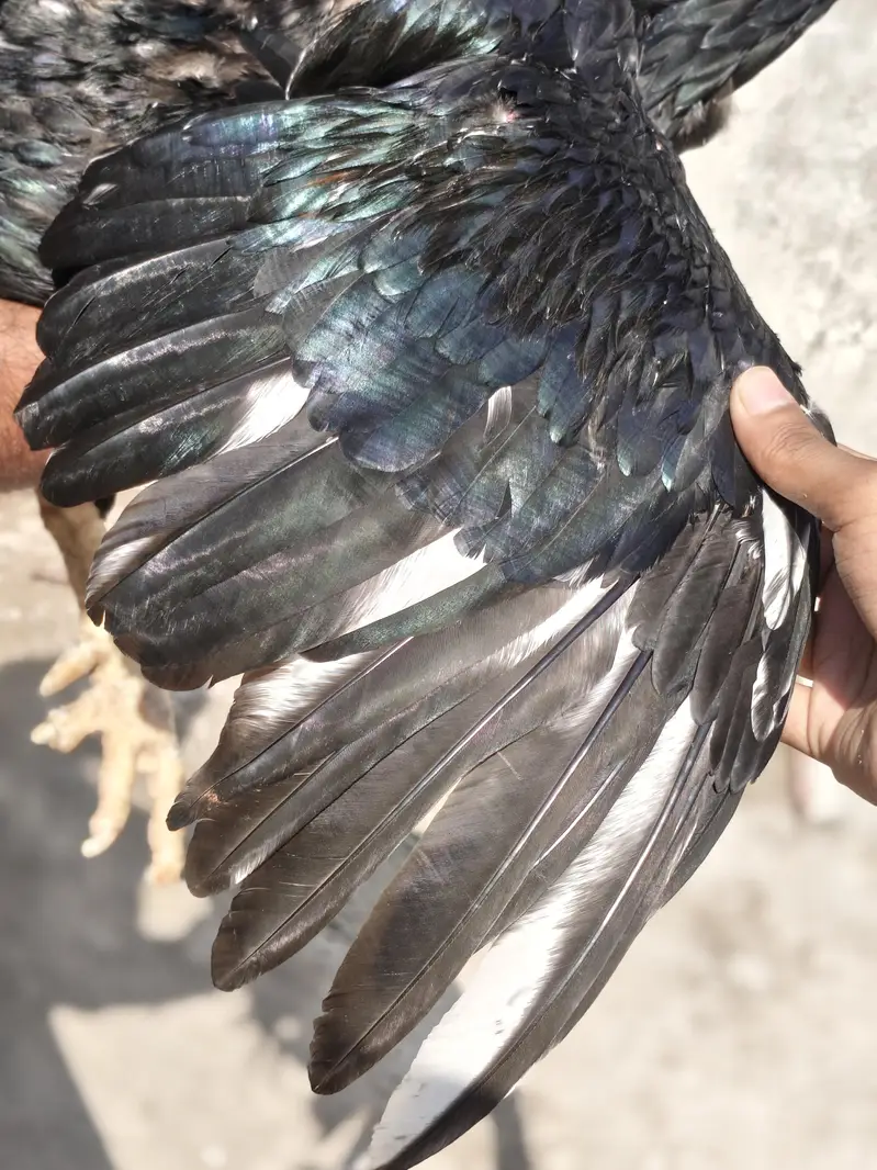 High Quality Breeder Male Aseel For Sale — photo 5