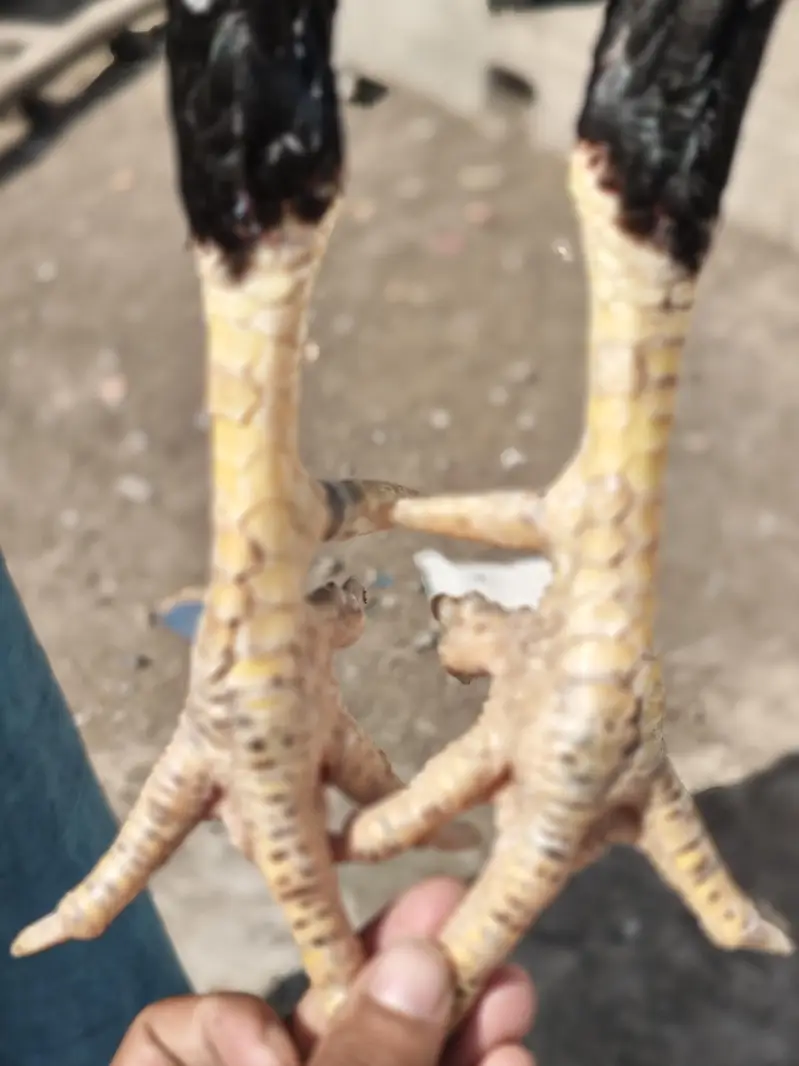 High Quality Breeder Male Aseel For Sale — photo 6