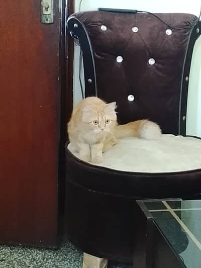 Persian Doll Face Cat for Sale in Lahore
