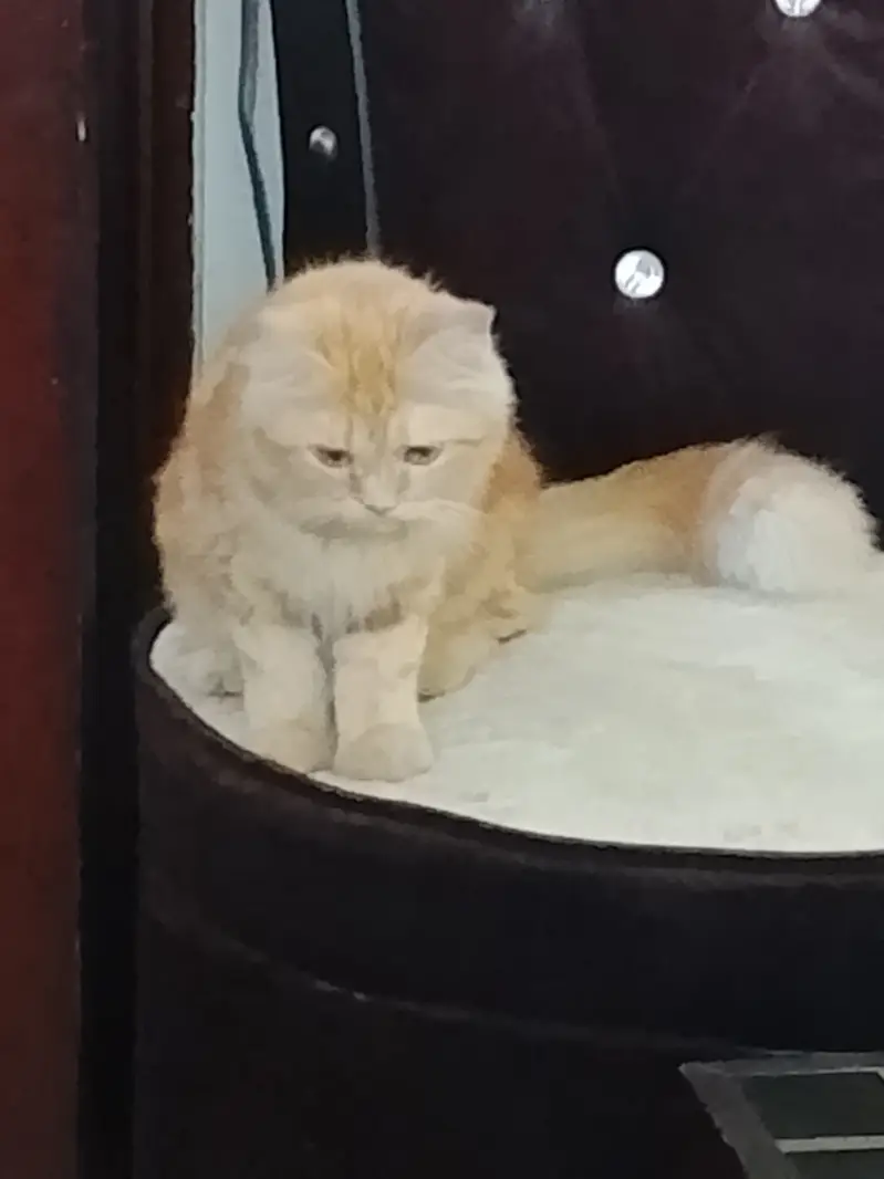 Persian Doll Face Cat for Sale in Lahore — photo 2