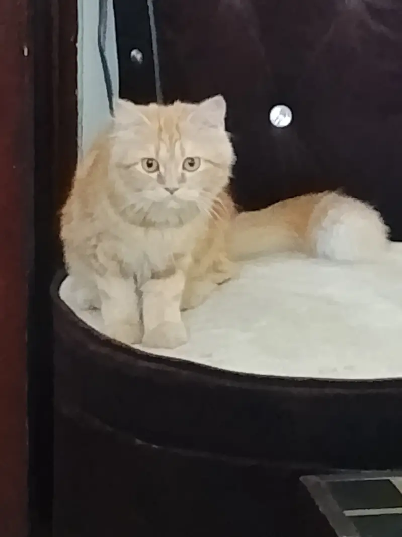 Persian Doll Face Cat for Sale in Lahore — photo 3