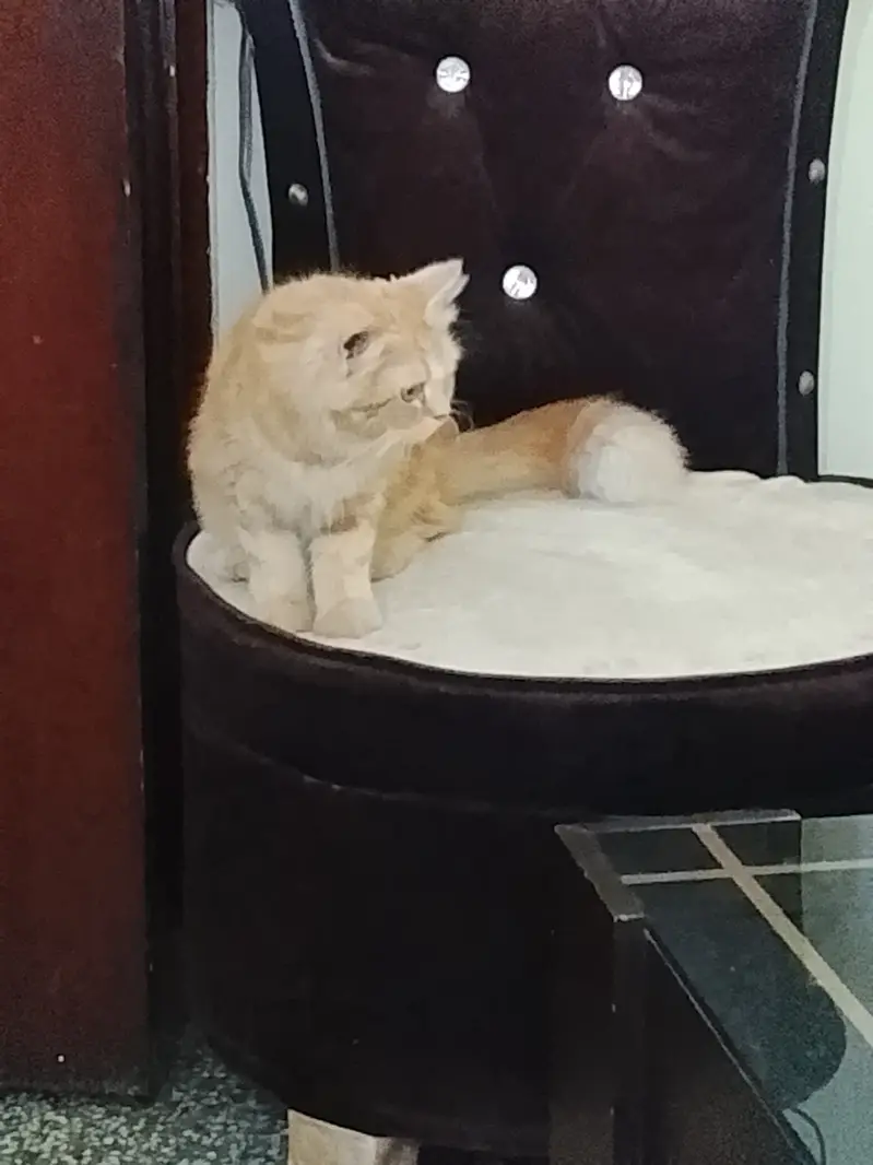 Persian Doll Face Cat for Sale in Lahore — photo 4