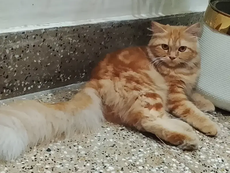 Persian Doll Face Cat for Sale in Lahore — photo 5