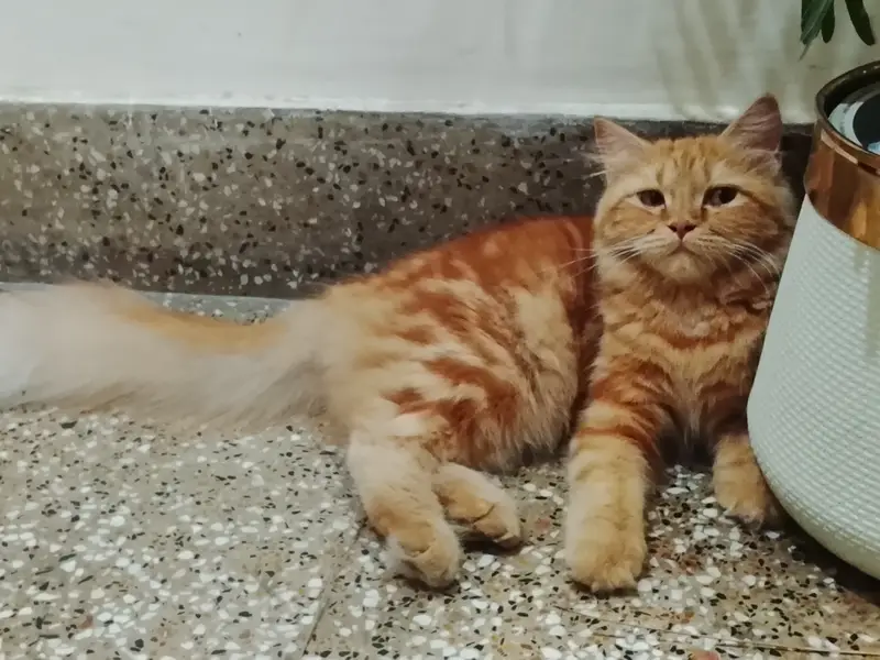 Persian Doll Face Cat for Sale in Lahore — photo 6
