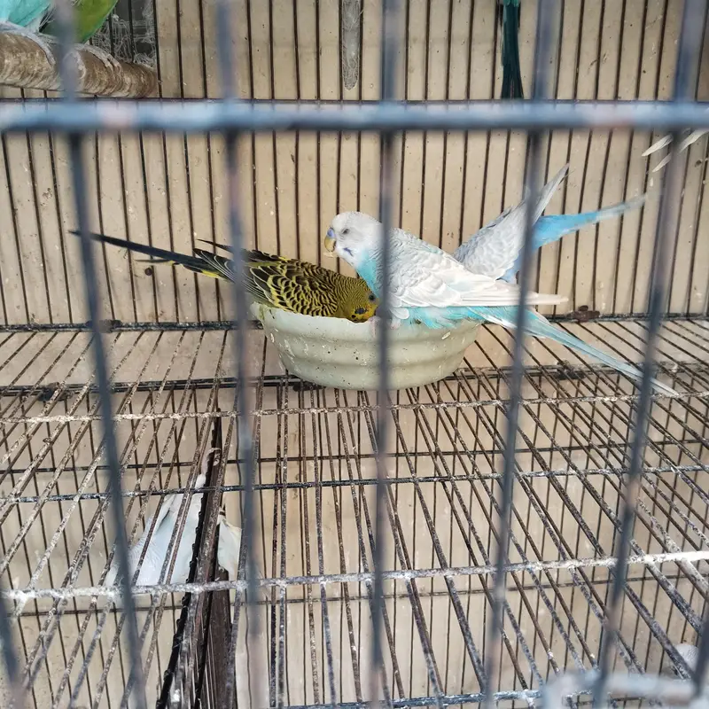 bajri breeder piece — photo 4