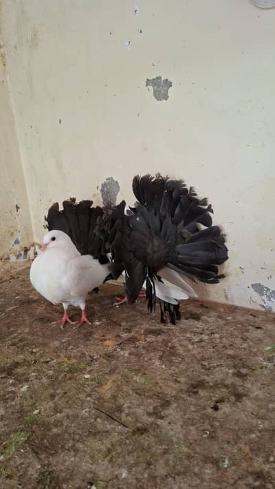 Mukhi Breeder Pair, Blacktail chicks, Mukhi chicks