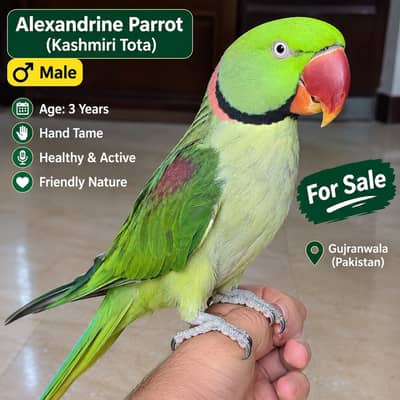 A BEAUTIFUL HAND TAME MALE