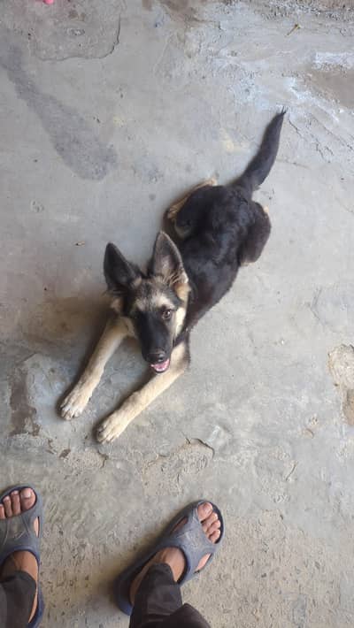 it's a three month female dogs for sale