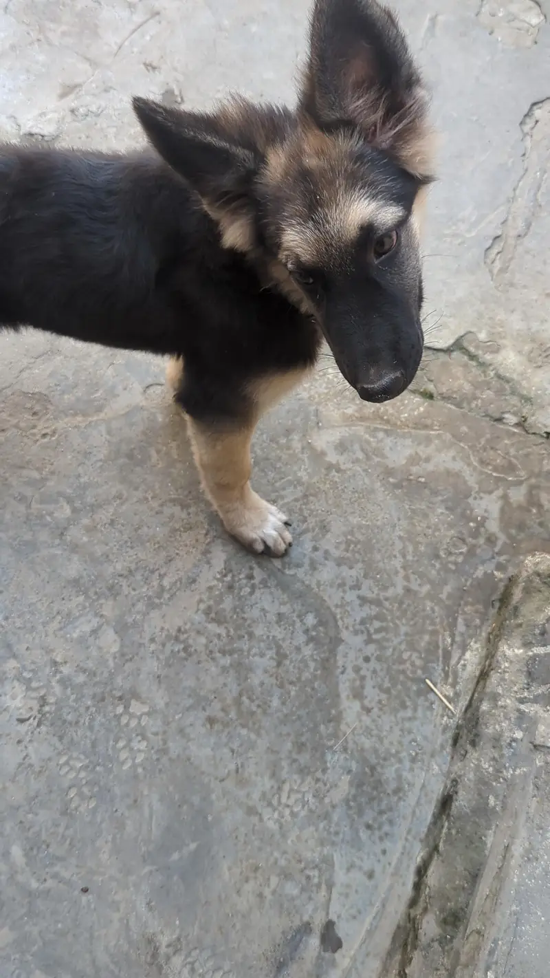 it's a three month female dog for sale — photo 2