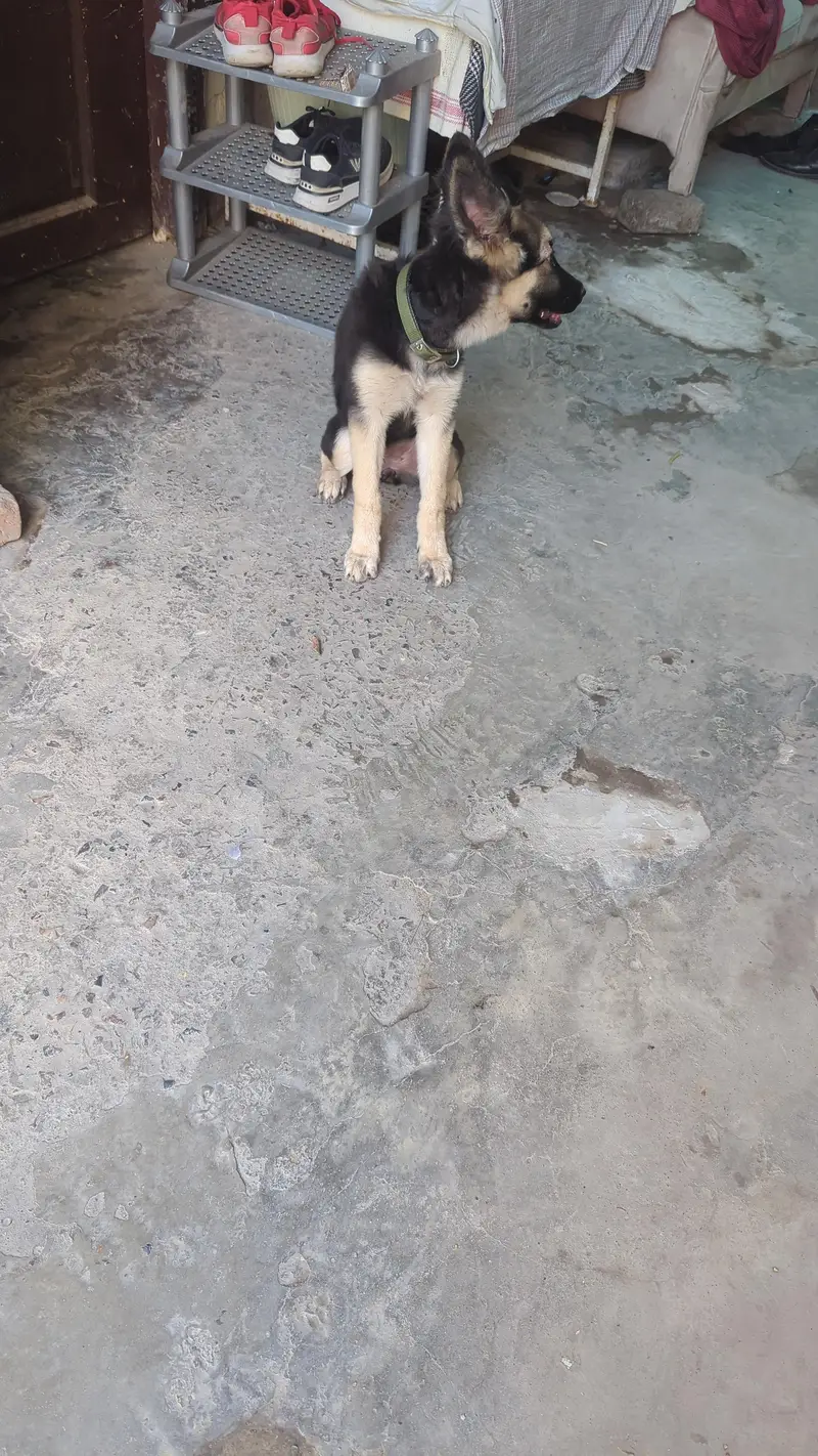 it's a three month female dog for sale — photo 3