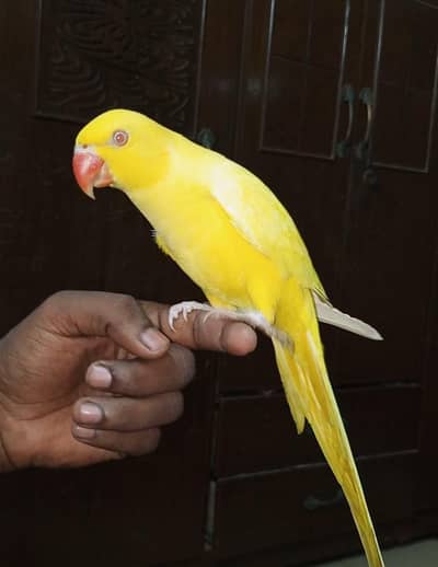 yellow mithu zero bite0330/845345/1