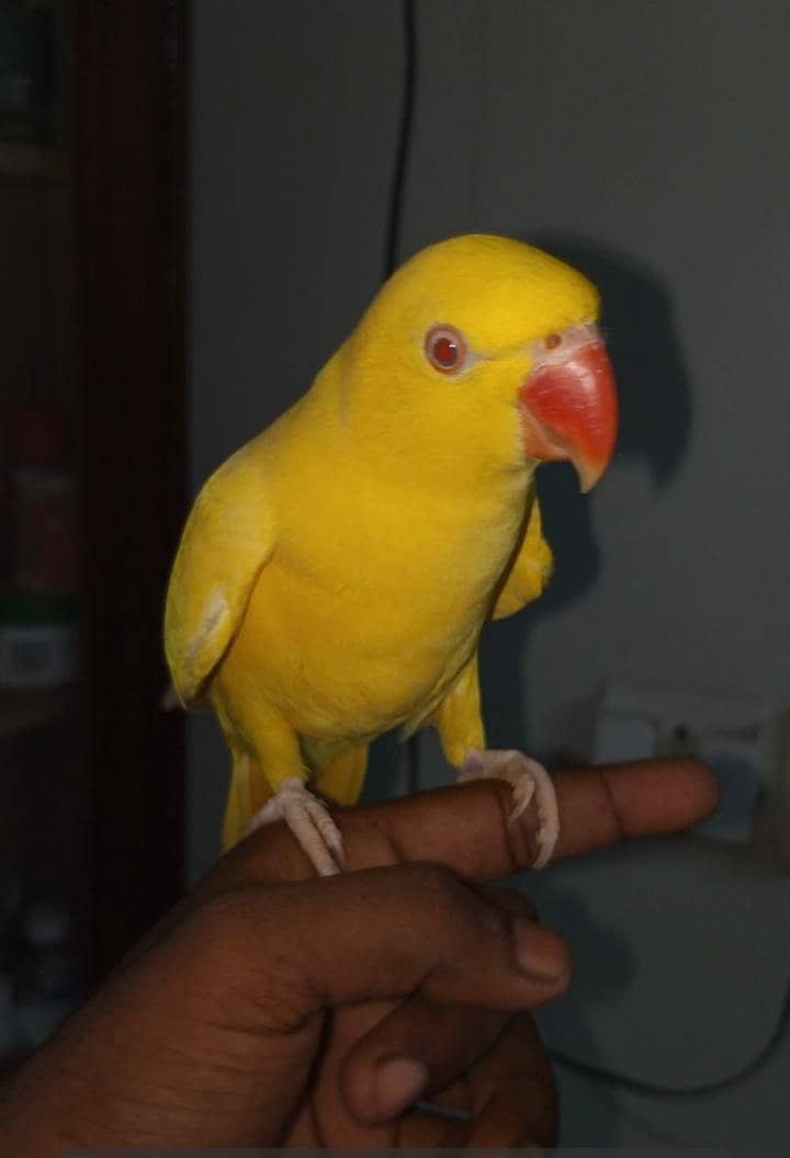 yellow mithu zero bite0330/845345/1 1