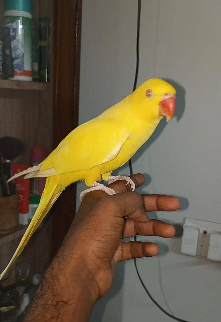yellow mithu zero bite0330/845345/1 2