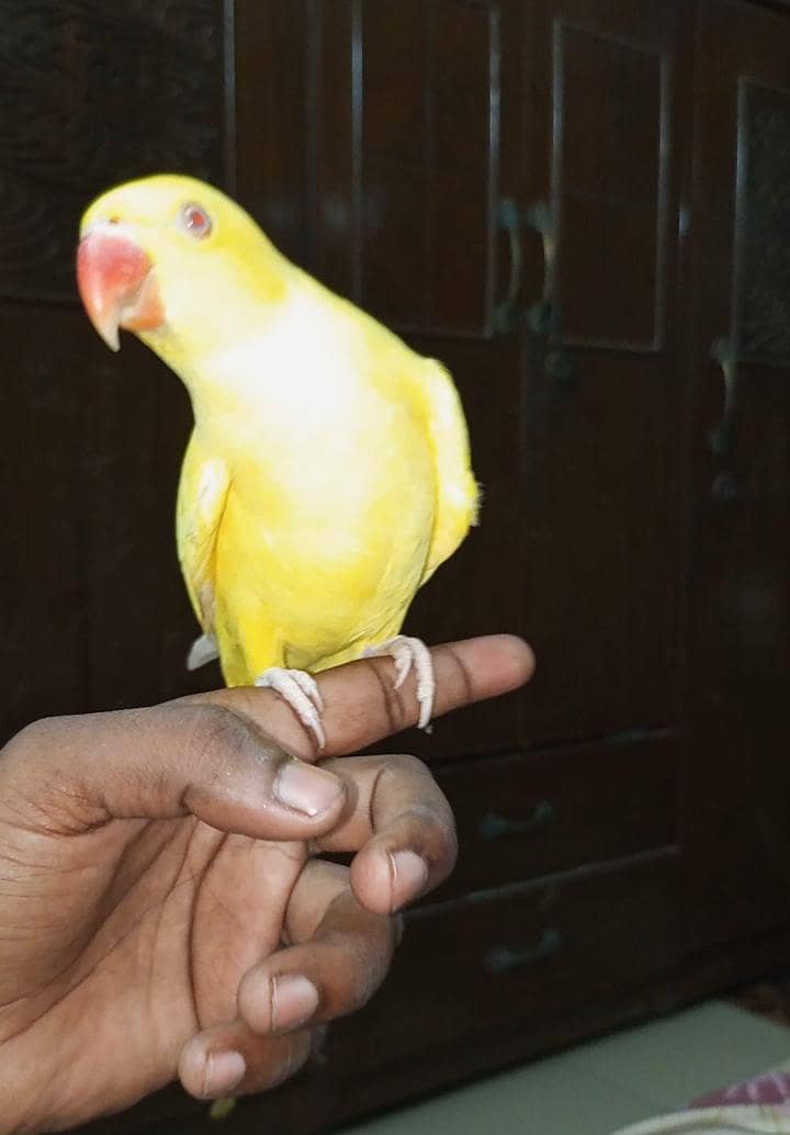 yellow mithu zero bite0330/845345/1 3