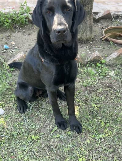 American Labrador female jet black colour