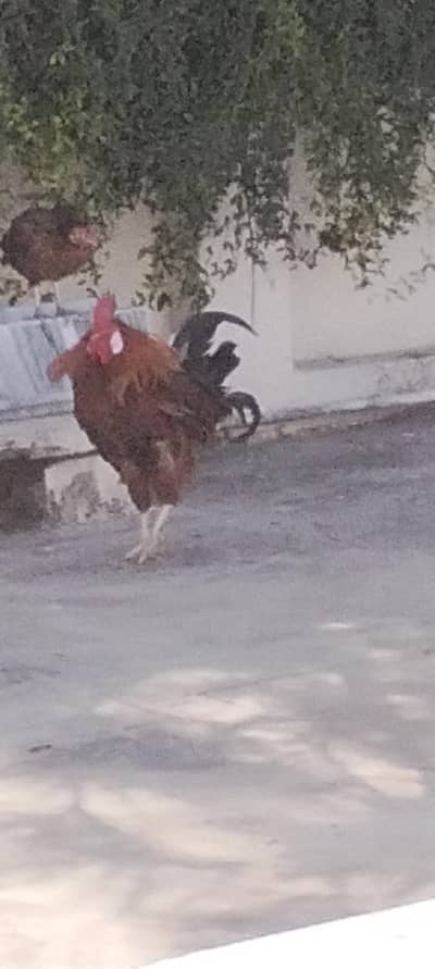 very active